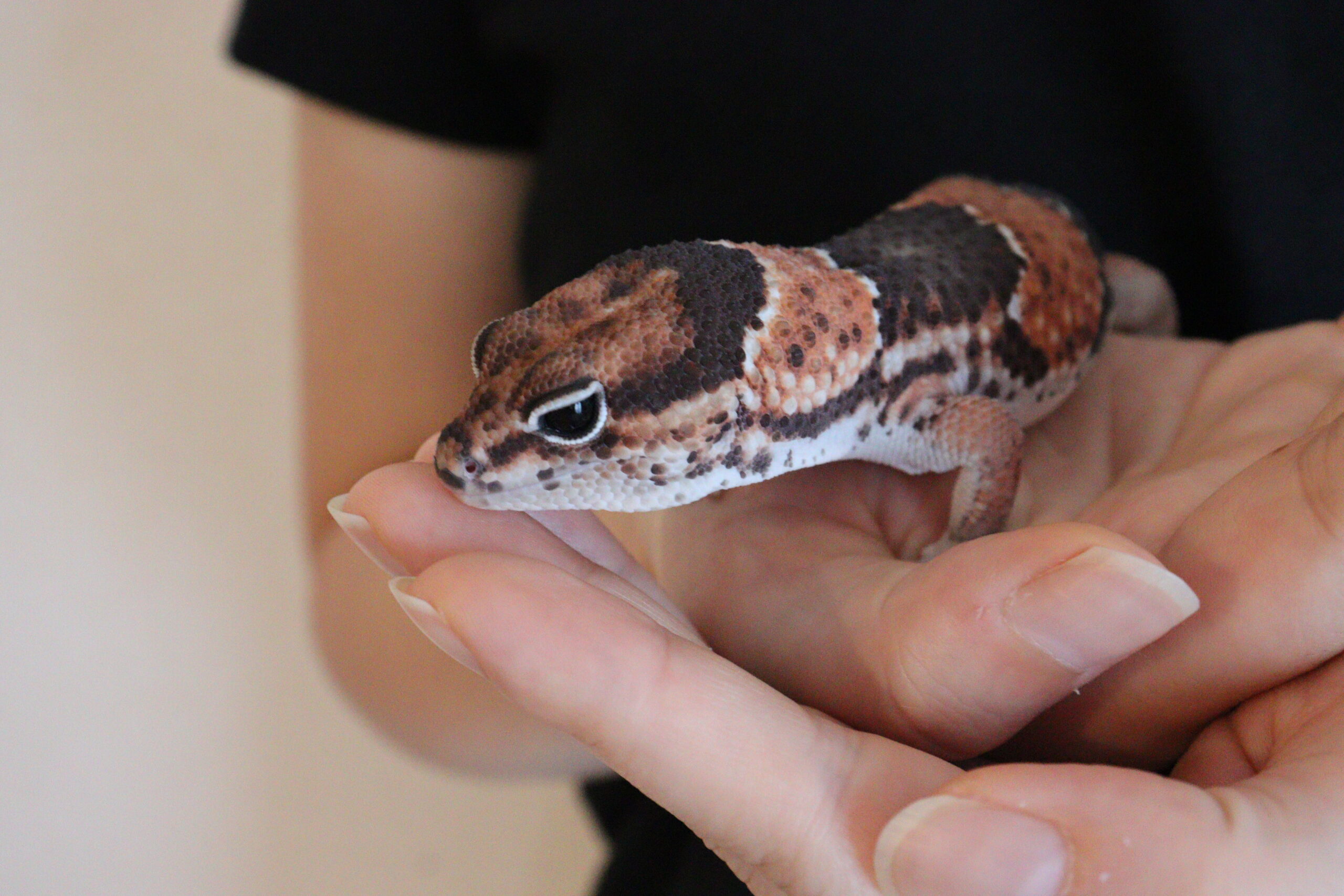 30モルフ以上掲載】ニシアフリカトカゲモドキの値段一覧 | ニシアフ