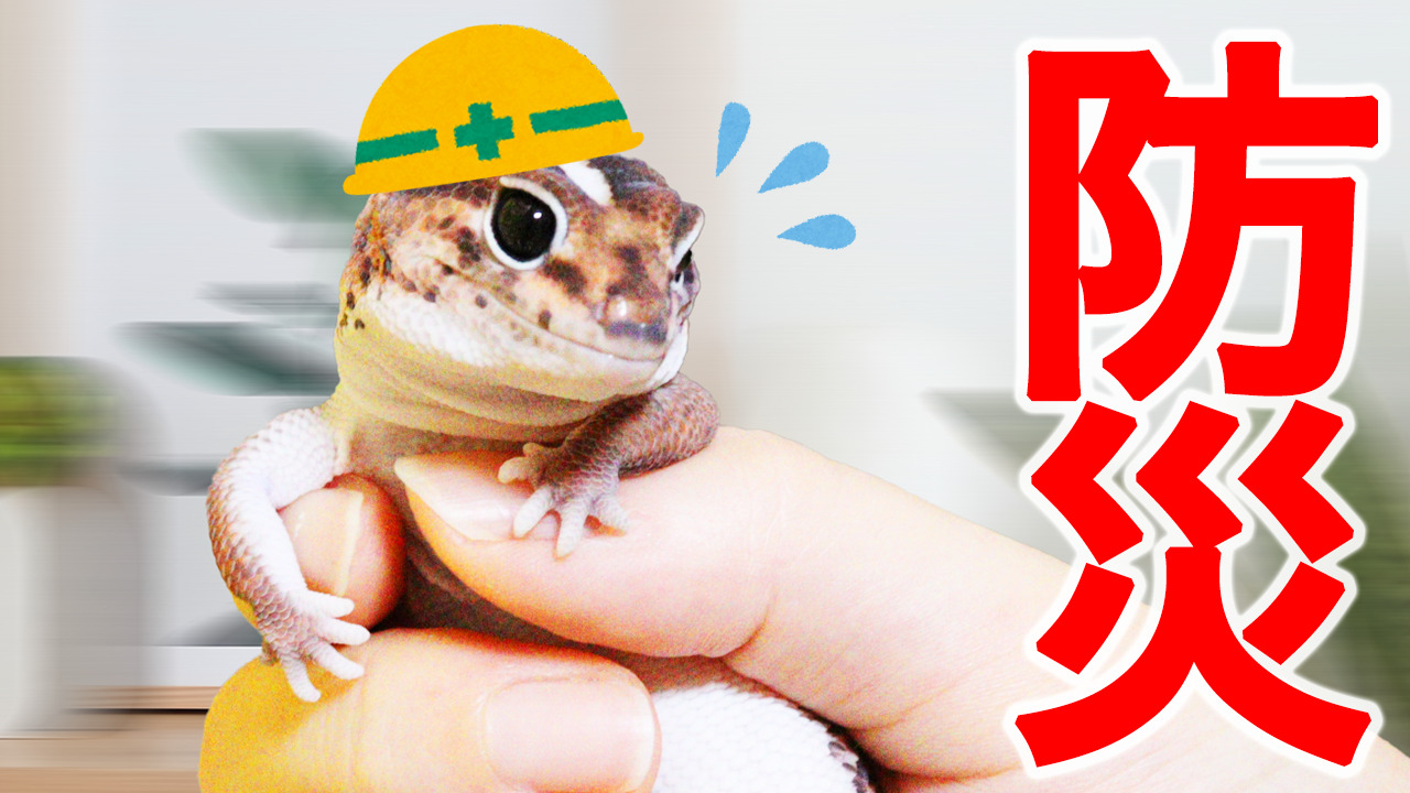 ニシアフリカトカゲモドキ飼育で準備した防災グッズを紹介