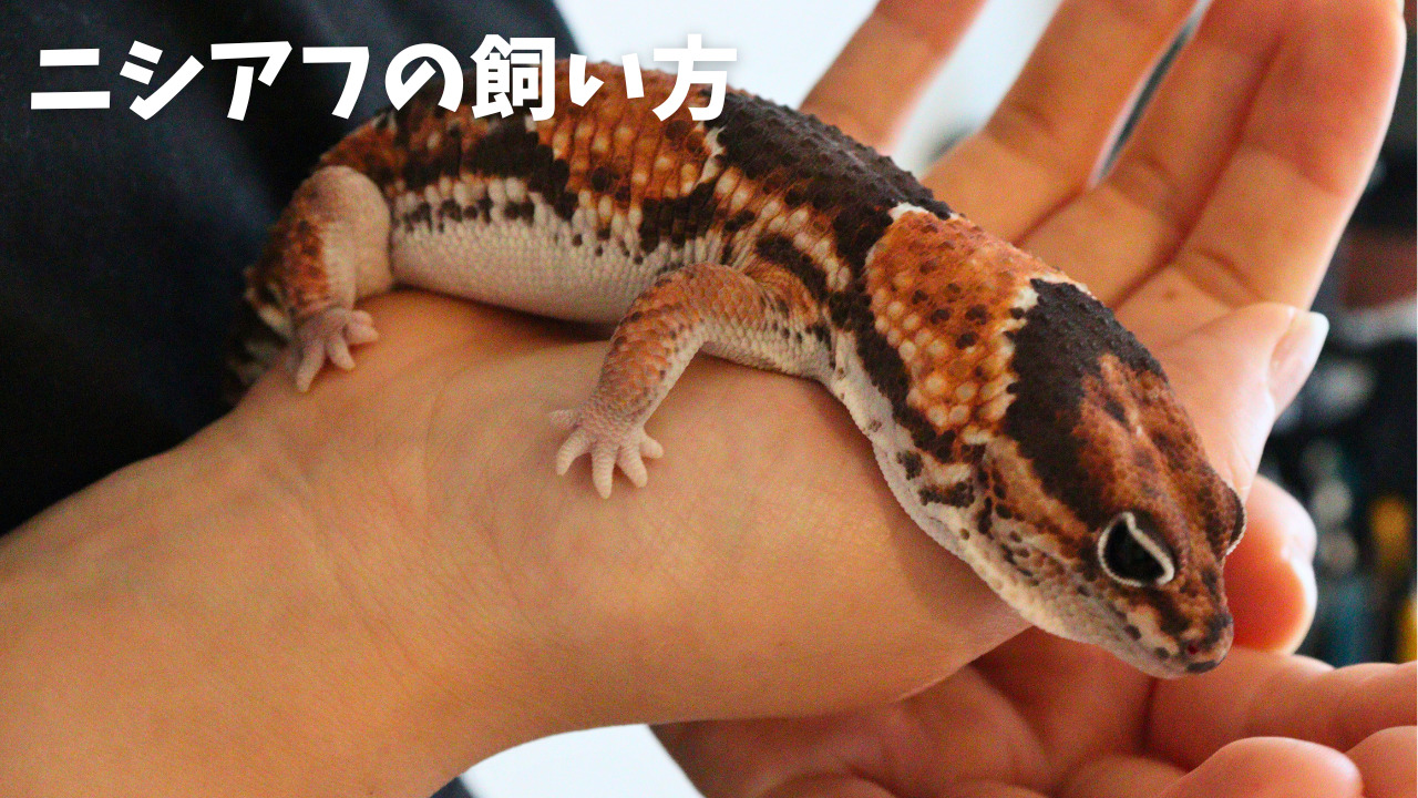 ニシアフリカトカゲモドキの飼い方（初心者でも1年半6匹飼えました