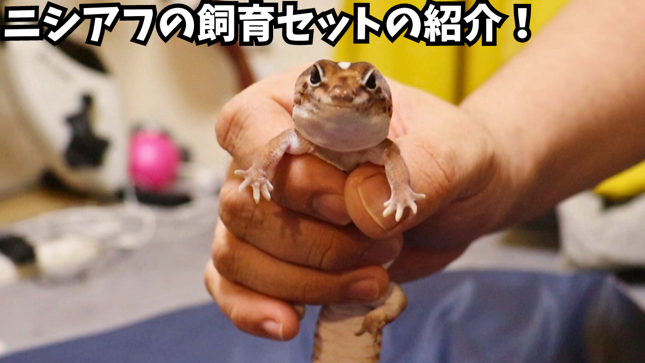 ニシアフリカトカゲモドキのお迎え前に準備すべき飼育セットの紹介