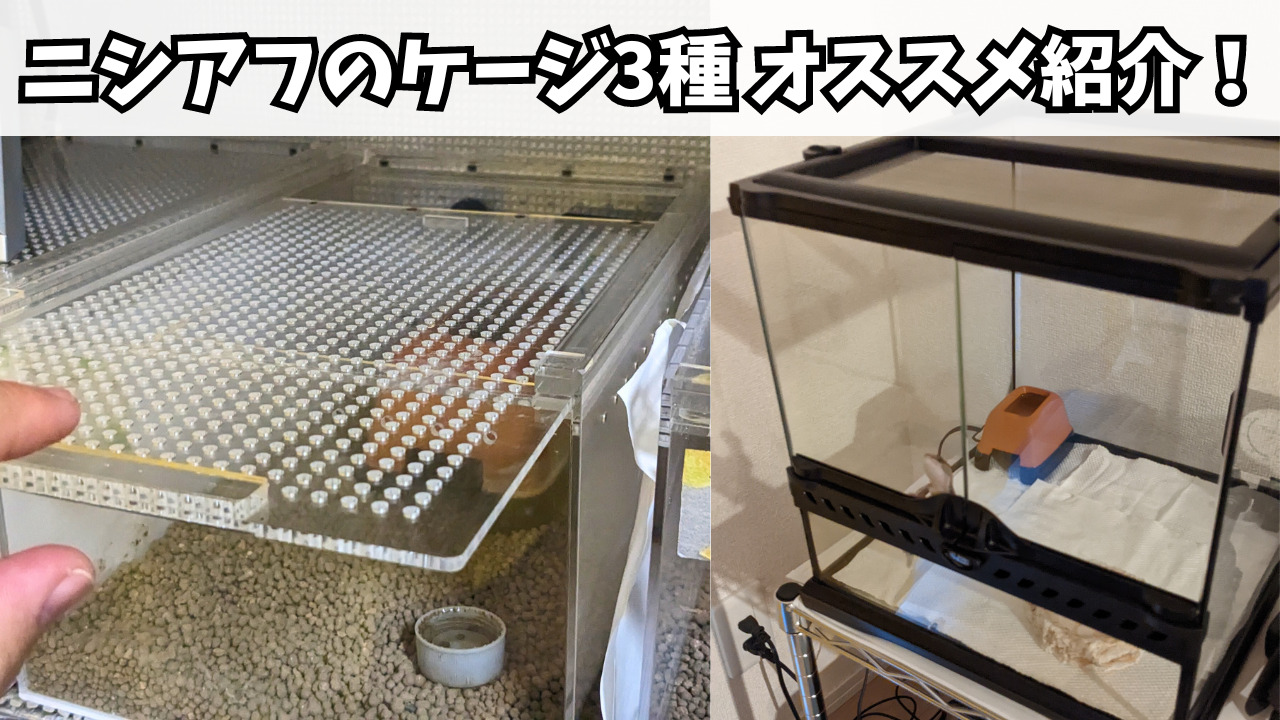 使用レビュー】ニシアフリカトカゲモドキにおすすめのケージ3選 