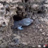 野生のニシアフリカトカゲモドキが見られる動画を発見しました！