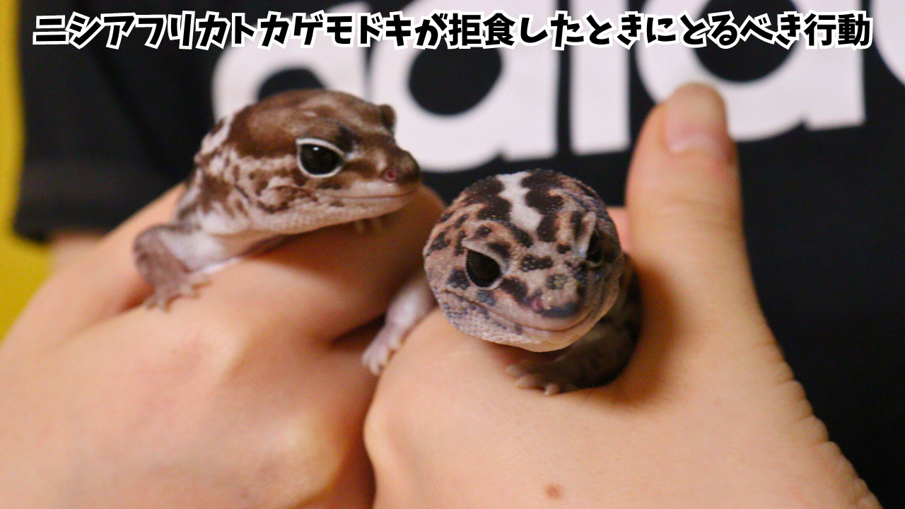 ニシアフが拒食した-