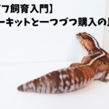 ニシアフ飼育のスターターキットと1から揃える場合の比較してみた！