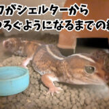 ニシアフがシェルターから出てくつろぐようになるまでの経緯