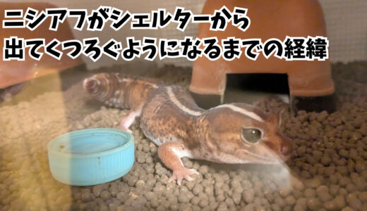 ニシアフがシェルターから出てくつろぐようになるまでの経緯