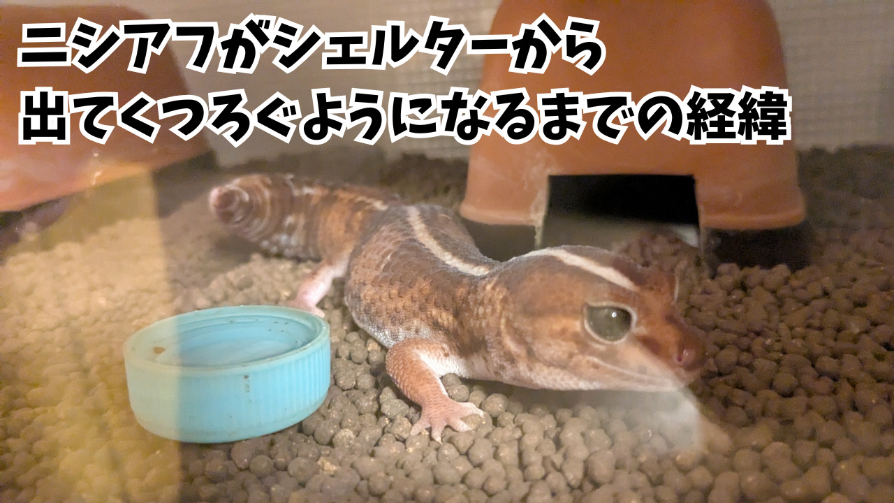 ニシアフくつろぐ-68bad88fcf94c.jpg