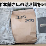 コオロギ本舗さんの活コオロギを買ってみたのでレビューします！